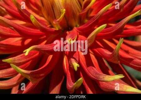 Grand chrysanthème rouge et jaune Banque D'Images