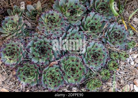 Gros plan de Sempervivum succulent - houseleeeeeeeeeks croissant dans un La rockery au Royaume-Uni Banque D'Images