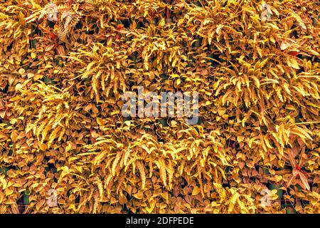 Arrière-plan des feuilles d'automne jaunrées de plantes. Mur de séjour Banque D'Images