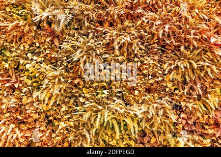 Arrière-plan des feuilles d'automne jaunrées de plantes. Mur de séjour Banque D'Images