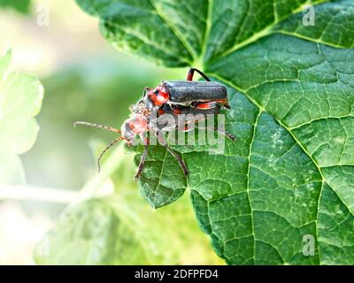 Deux coléoptères sur une feuille verte dans le jardin. Banque D'Images