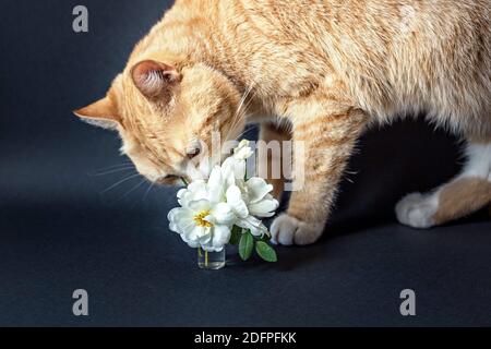 Chat rouge renifler un vase de fleurs blanches. Banque D'Images