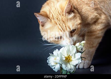 Chat rouge renifler un vase de fleurs blanches. Banque D'Images