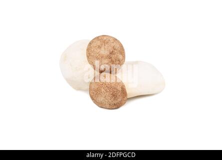 Deux champignons eringi crus isolés sur fond blanc Banque D'Images