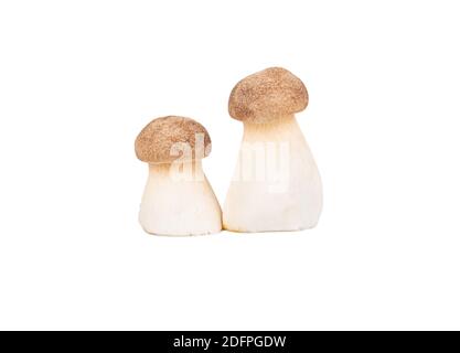 Deux champignons eringi crus isolés sur fond blanc Banque D'Images