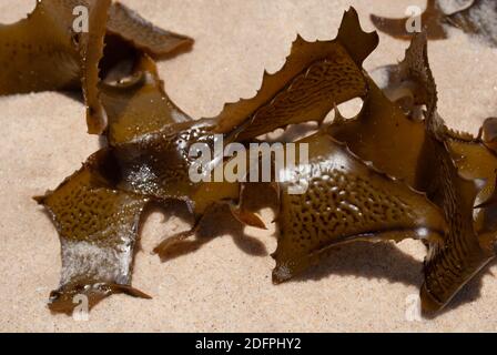 gros plan de l'algue verte brune sur la plage de sable à Australie à midi Banque D'Images