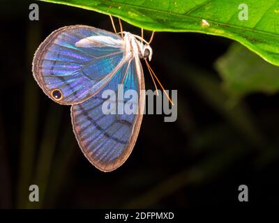 Le papillon transparent (Cithaerias sp., famille Satyridae) rôde nuit sous une feuille dans le sous-étage de la forêt tropicale près de Puerto Quito dans l'ouest de l'Ecua Banque D'Images