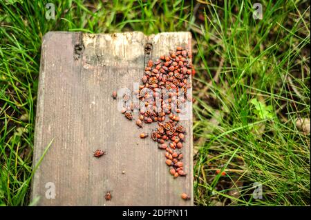 Image de faible profondeur de champ (mise au point sélective) avec des bogues de feu, Pyrrhocoris apterus. Banque D'Images