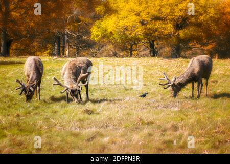 Le cerf s'agite sur l'herbe dans la nature d'automne Banque D'Images