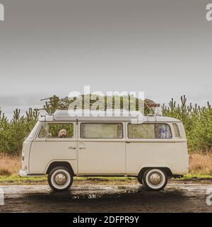 Chien Doodle regardant par la fenêtre d'un camping-car vintage avec un sapin de Noël sur le toit Banque D'Images