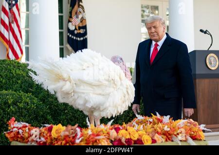 Washington, États-Unis d'Amérique. 24 novembre 2020. Le président Donald J. Trump pardons « Corn » lors de la cérémonie nationale de donation de la Turquie de Thanksgiving le mardi 24 novembre 2020, dans le jardin des roses de la Maison Blanche. People: Président Donald Trump Credit: Storms Media Group/Alay Live News Banque D'Images