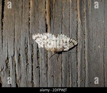 Magnifique papillon beige en soie sur un mur en bois noir. Le papillon se trouve sur un bois. Photo mobile, mise au point sélective, vue de dessus. Banque D'Images