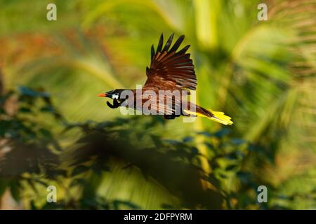 Oiseau tropical volant Montezuma Oropendola - Psarocolius montezuma oiseau ictéride nouveau monde tropical, basses terres côtières des Caraïbes, Mexique, Panama, Nicora Banque D'Images