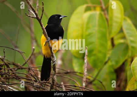 Black-cowled Oriole Icterus prosthemelas - jaune et noir oiseau de la famille des Icteridae, trouvés dans la moitié est de la partie continentale de l'Amérique centrale en su Banque D'Images