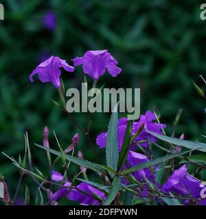 floraison en gros plan au printemps. Arrière-plan de la nature. Violet doux, violet anglais, violet commun ou fleur de violette de jardin Banque D'Images
