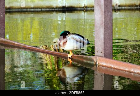 Un canard colvert mâle reposant dans un lac avec son reflet dans l'eau du parc Egerton, à Bexhill. Banque D'Images