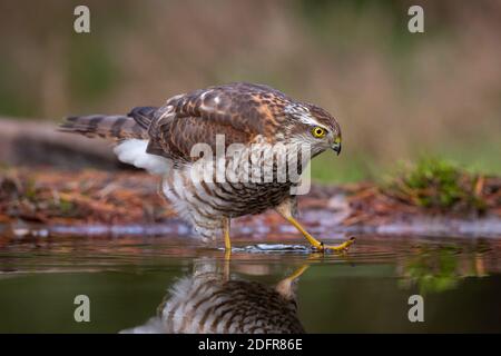 Jeune homme sparrowhawk eurasien (Accipiter nisus) marchant dans l'eau Banque D'Images