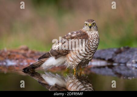 Jeune homme sparrowhawk eurasien (Accipiter nisus) debout dans l'eau Banque D'Images