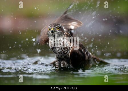 Un jeune homme, le Sparrowhawk eurasien (Accipiter nisus), éclabousse de l'eau en se lavant dans un petit étang. Banque D'Images