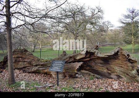 Queen Elizabeth's Oak à Greenwich Park, Londres l'arbre est mort depuis le XIXe siècle et a des liens avec Elizabeth I et Henry VIII Banque D'Images