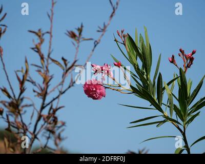 Une photo à angle bas de fleurs d'oléander roses en fleurs Banque D'Images