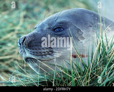 Un joint repose entre les herbes tussac (Poa flabellata) croissant sur une colline rocheuse. Le port de l'océan, la Géorgie du Sud. Banque D'Images