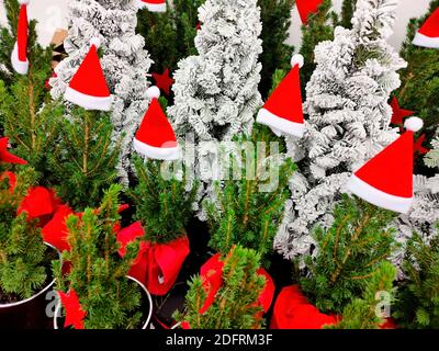 Motif naturel des arbres de Noël à vendre Banque D'Images