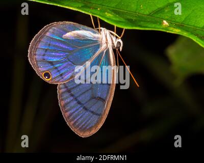 Le papillon transparent (Cithaerias sp., famille Satyridae) rôde nuit sous une feuille dans le sous-étage de la forêt tropicale près de Puerto Quito dans l'ouest de l'Ecua Banque D'Images