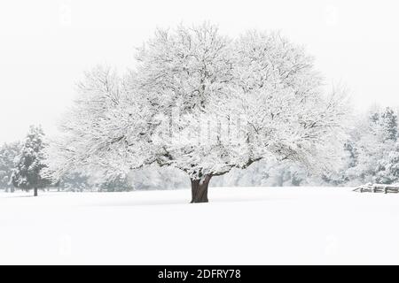 La neige couvre un arbre en hiver. Banque D'Images