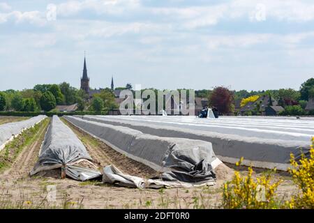 Les travailleurs saisonniers des pays de l'est de l'UE récoltent des asperges blanches dans les champs agricoles des Nehterlands au printemps Banque D'Images