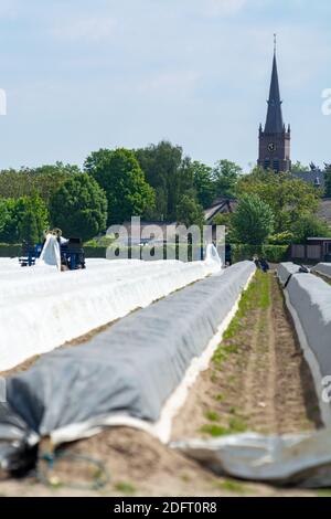 Les travailleurs saisonniers des pays de l'est de l'UE récoltent des asperges blanches dans les champs agricoles des Nehterlands au printemps Banque D'Images
