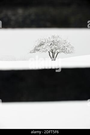 Un arbre est blanchi par une neige fraîche en hiver. Banque D'Images