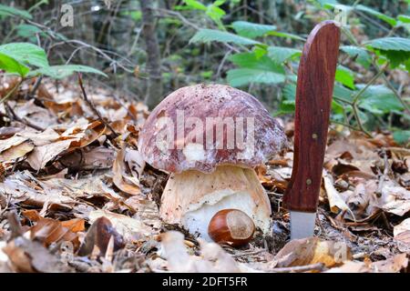 Bon spécimen de Boletus pinophilus ou de PIN bolete, comestible, délicieux champignon sauvage, taille comparée à la noisette et au couteau, orientation horizontale, na Banque D'Images