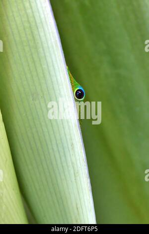 Gros plan d'un gecko de poussière d'or qui se trouve derrière une plante verte avec un grand œil. Banque D'Images