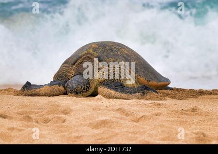 Tortue de mer géante verte bains de soleil sur le sable à la plage NHO'okipa à Maui. Banque D'Images