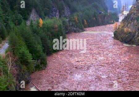 Le 3 novembre 2018, des milliers de pins et de spruces rouges ont été détruits dans les Alpes près de la province de Belluno (à 100 km au nord de Venise), dans le nord de l'Italie. Les arbres étaient accrochés en gros comme des allumettes. La surface du barrage Comelico près de la frontière autrichienne était couverte de troncs d'arbres tombés dans la rivière Piave. De fortes pluies et des gales qui mitrolent le nord de l'Italie ont rasé des milliers d'hectares de forêt, détruisant des millions d'arbres. Le chef de l'agence de protection civile, a déclaré que la Vénétie avait vu des vents de 180 km/h et que la situation était "apocalyptique" et qu'il faudra au moins un ec Banque D'Images