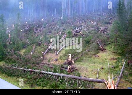 Le 3 novembre 2018, des milliers de pins et de spruces rouges ont été détruits dans les Alpes près de la province de Belluno (à 100 km au nord de Venise), dans le nord de l'Italie. Les arbres étaient accrochés en gros comme des allumettes. La surface du barrage Comelico près de la frontière autrichienne était couverte de troncs d'arbres tombés dans la rivière Piave. De fortes pluies et des gales qui mitrolent le nord de l'Italie ont rasé des milliers d'hectares de forêt, détruisant des millions d'arbres. Le chef de l'agence de protection civile, a déclaré que la Vénétie avait vu des vents de 180 km/h et que la situation était "apocalyptique" et qu'il faudra au moins un ec Banque D'Images