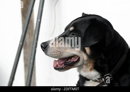 Visage de chien d'un ancien Appenzeller Sennenhund Banque D'Images