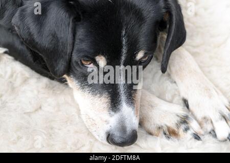 Le visage d'un ancien Appenzeller Sennenhund reposant sur un fourrure de mouton moelleuse Banque D'Images