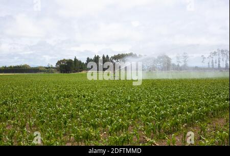 Terres agricoles irriguées, North Canterbury, South Island Nouvelle-Zélande. Un champ de jeunes pousses de maïs est arrosé par arrosage sprinkleur. Banque D'Images