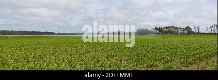 Terres agricoles irriguées, North Canterbury, South Island Nouvelle-Zélande. Un champ de jeunes pousses de maïs est arrosé par arrosage sprinkleur. Banque D'Images