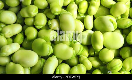 Fèves ou féveroles récoltées (Vicia faba) Banque D'Images