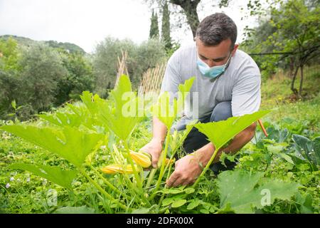 Fermier biologique récolte des fleurs de courgette Banque D'Images