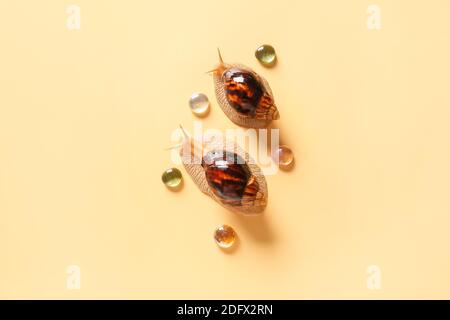 Deux escargots sur fond couleur Banque D'Images