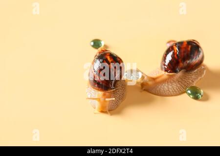 Deux escargots sur fond couleur Banque D'Images