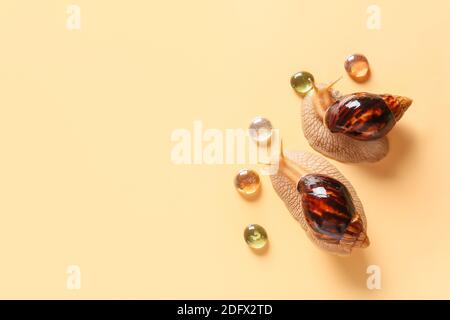 Deux escargots sur fond couleur Banque D'Images