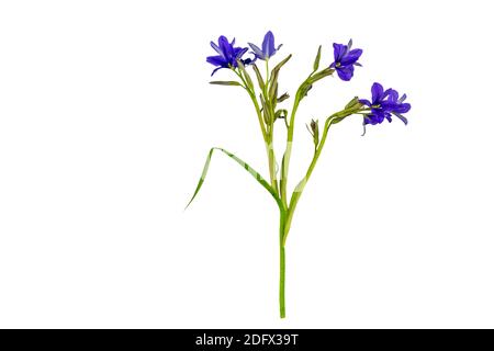 Gros plan fleur violette Monochoria vaginalis (Burm.F.) isolée sur fond blanc.sauvegardée avec un masque. Banque D'Images