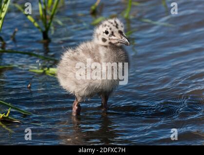 Bébé mouette dans la rivière, Anadyr, Chukotka Autonomous Okrug, Russie Banque D'Images