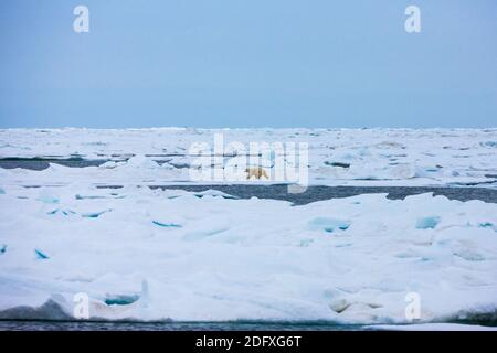 L'ours polaire sur la glace flottante dans la mer de Chukchi, Extrême-Orient russe Banque D'Images