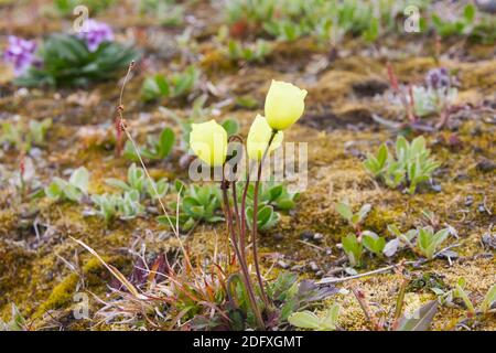 Le pavot arctique (Papaver radicatum), l'île Wrangel, mer de Tchoukotka, en Russie extrême-orient Banque D'Images